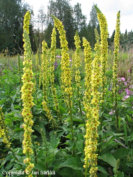 Verbascum nigrum, tummatulikukka